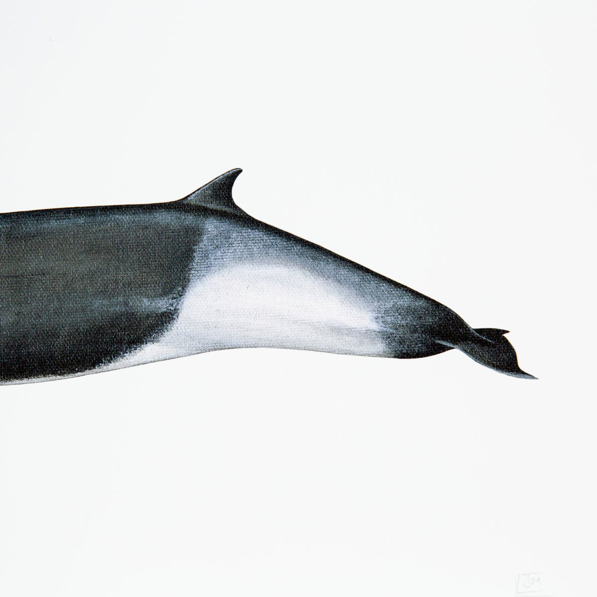 Shepherd'S Beaked Whale Print