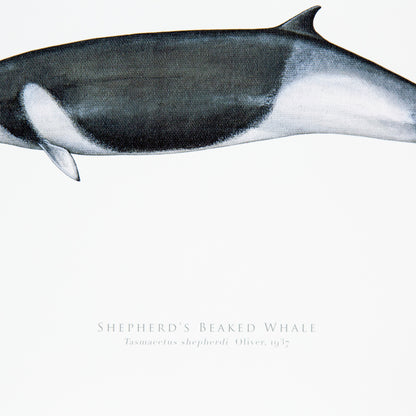 Shepherd'S Beaked Whale Print