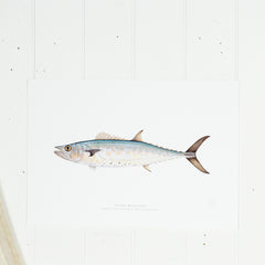 Shark Mackerel Print