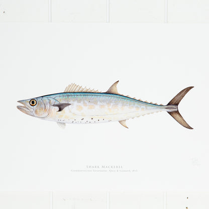 Shark Mackerel Print