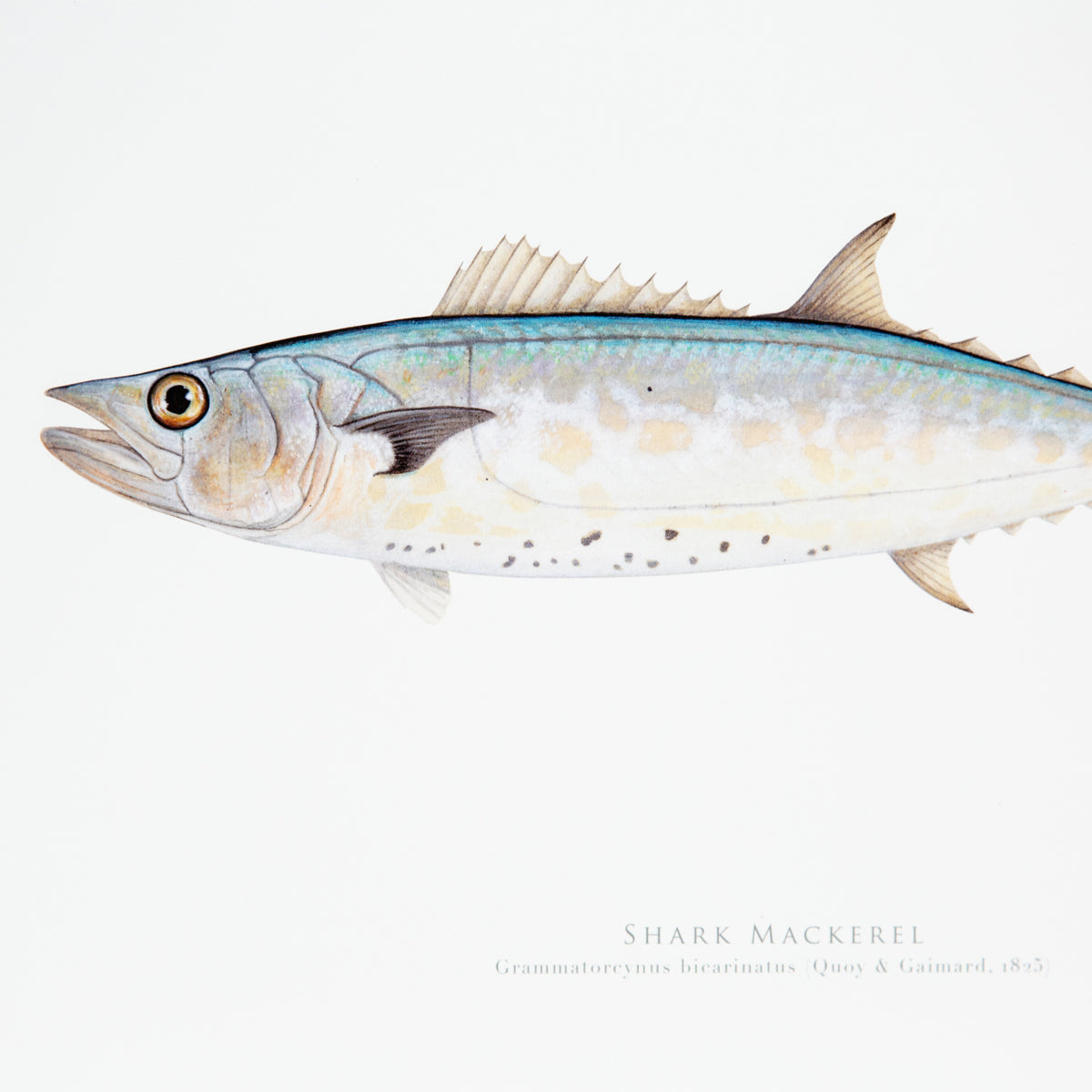 Shark Mackerel Print