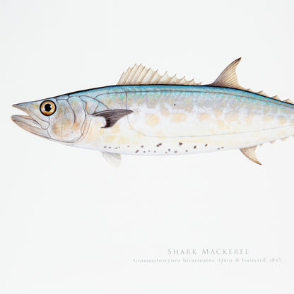 Shark Mackerel Print