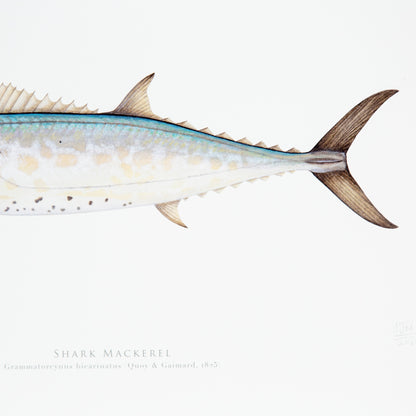 Shark Mackerel Print