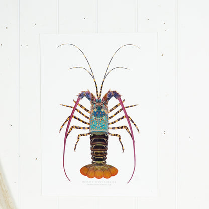 Ornate Spiny Lobster Print