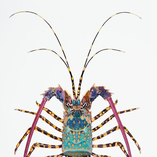 Ornate Spiny Lobster Print