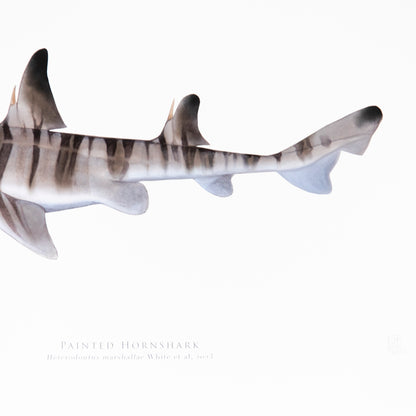 Painted Hornshark Print