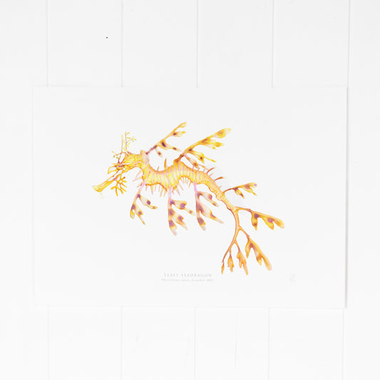 Leafy Seadragon Print