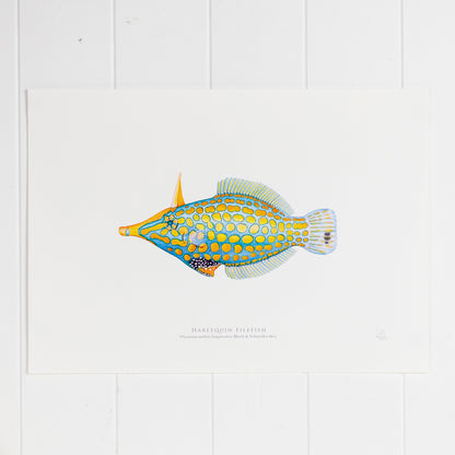 Harlequin Filefish Print