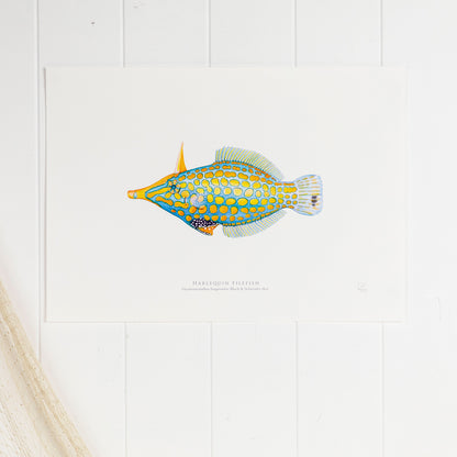 Harlequin Filefish Print