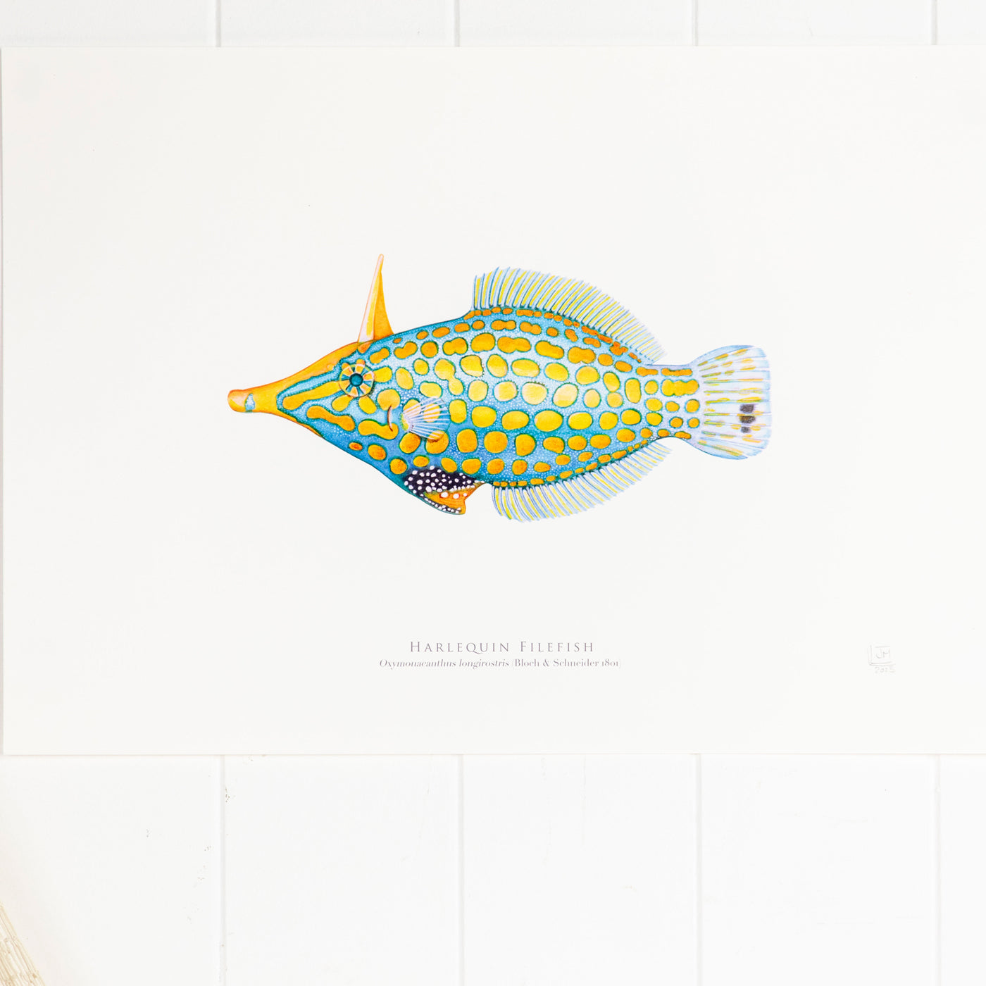 Harlequin Filefish Print