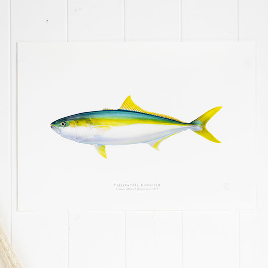 Yellowtail Kingfish