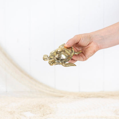 Turtle Shiny (M) #0370S