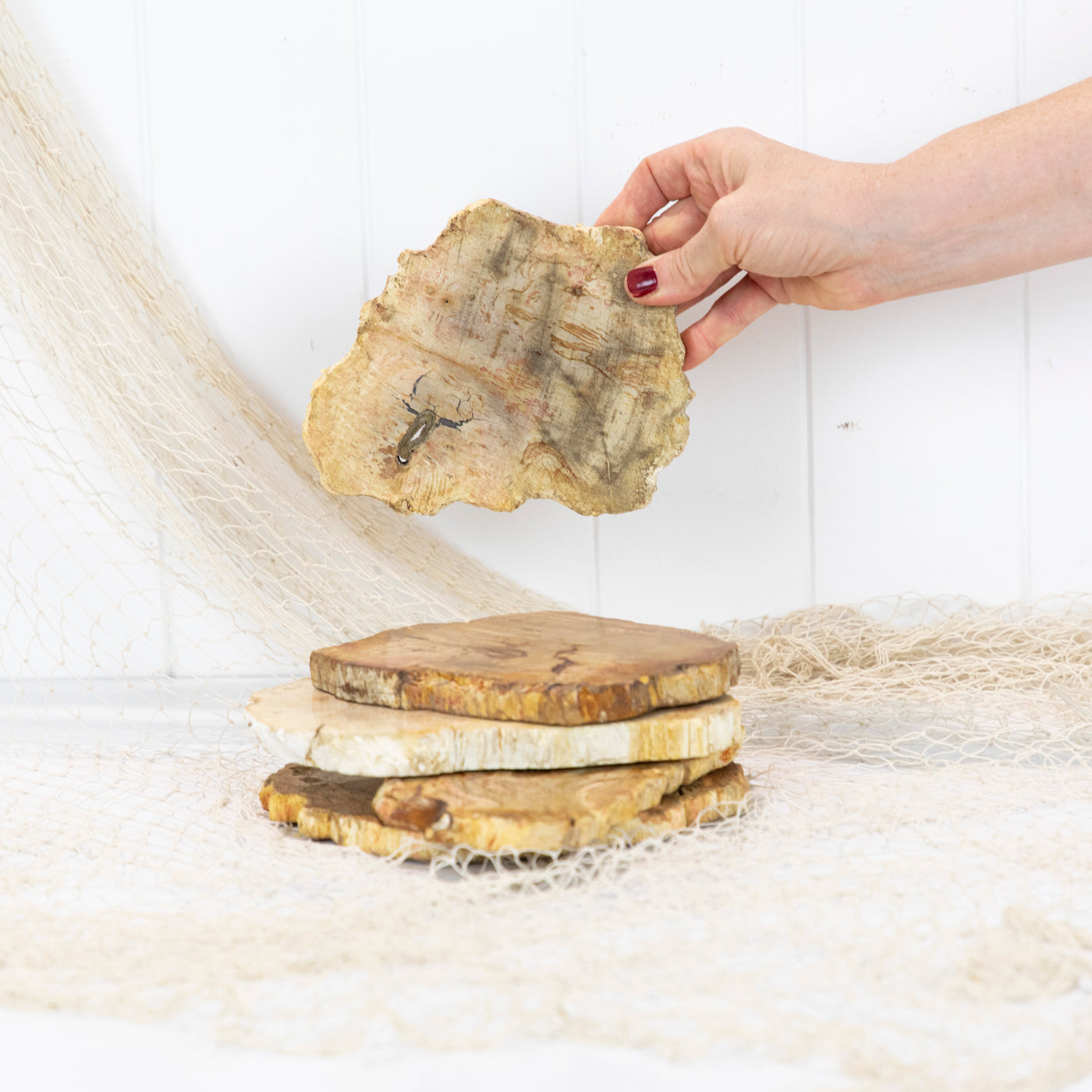 Petrified Wood Slice #5845