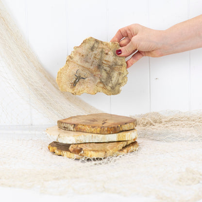 Petrified Wood Slice #5845