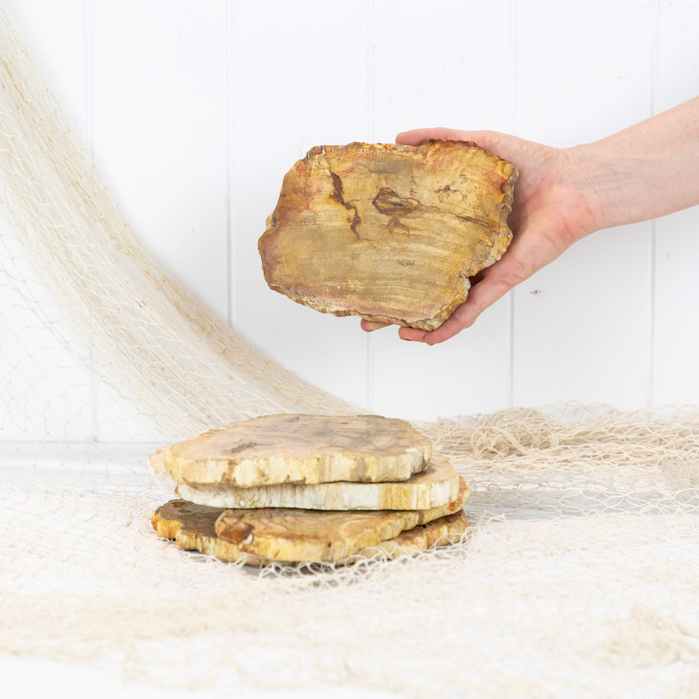 Petrified Wood Slice #5845