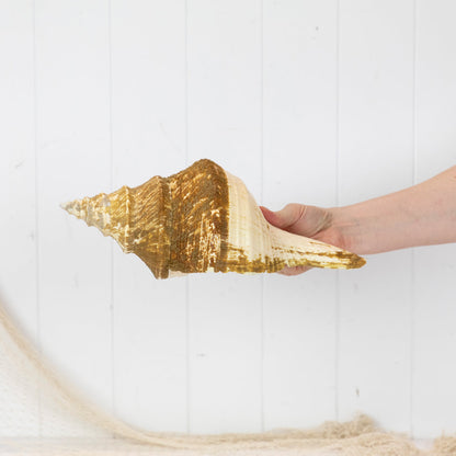 Trumpet Shell #6020