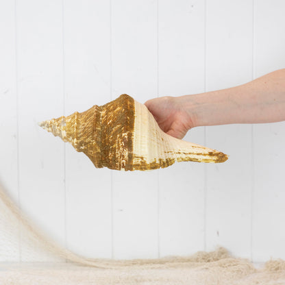 Trumpet Shell #6020