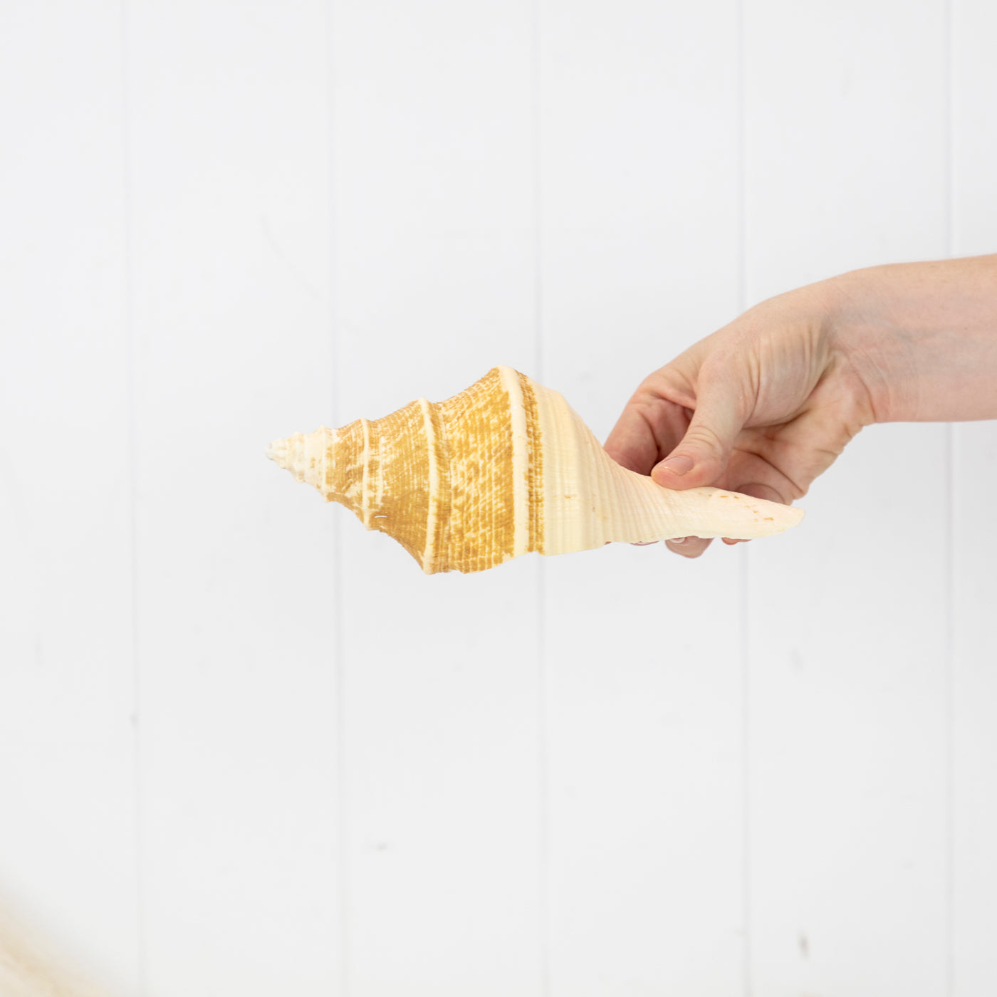 Trumpet Shell (S) #6036