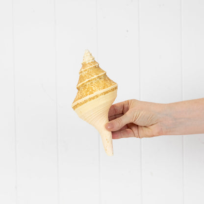 Trumpet Shell (S) #6036