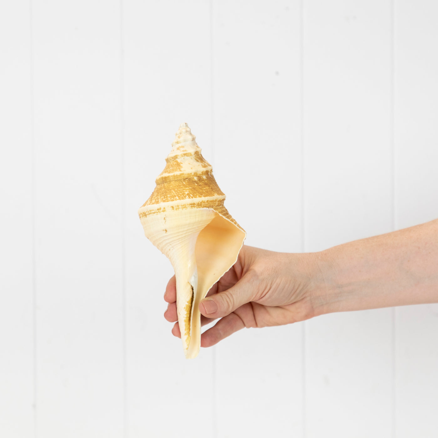 Trumpet Shell (S) #6036