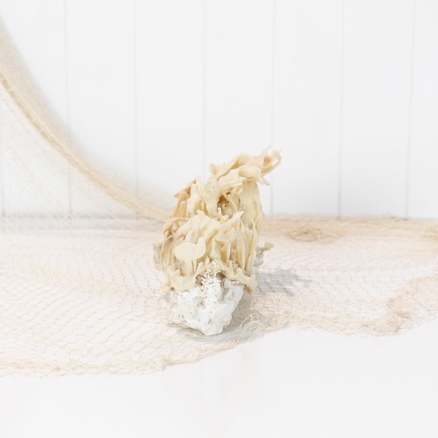 Coral & Sponge #6400