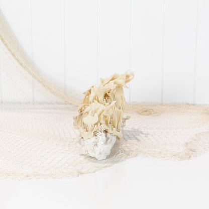 Coral & Sponge #6400