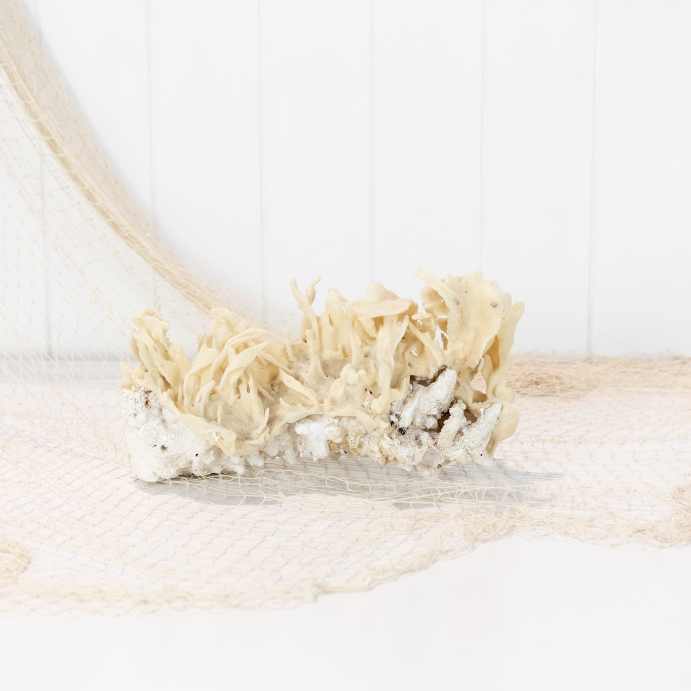 Coral & Sponge #6400