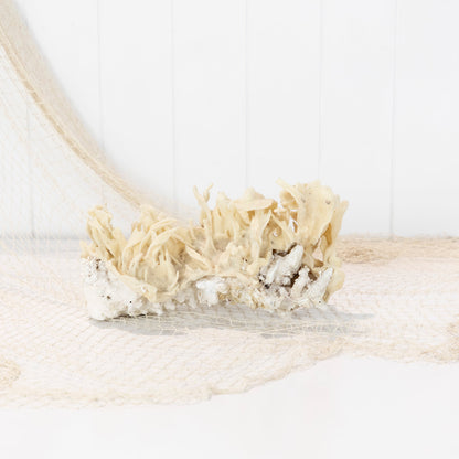 Coral & Sponge #6400