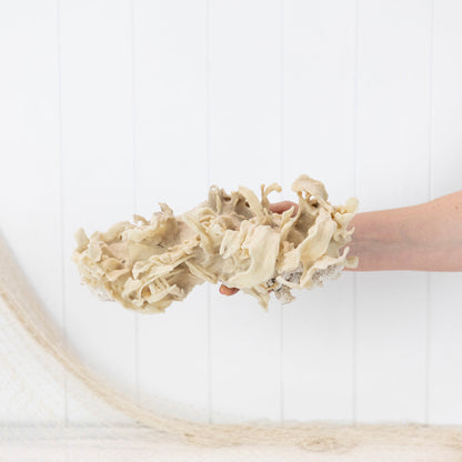 Coral & Sponge #6400