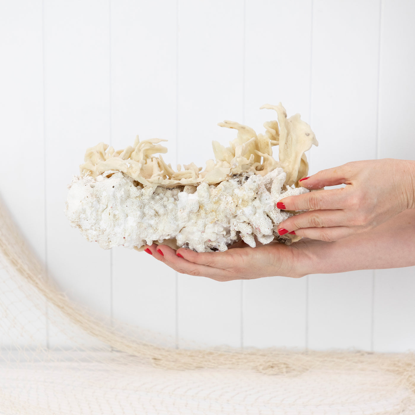 Coral & Sponge #6400