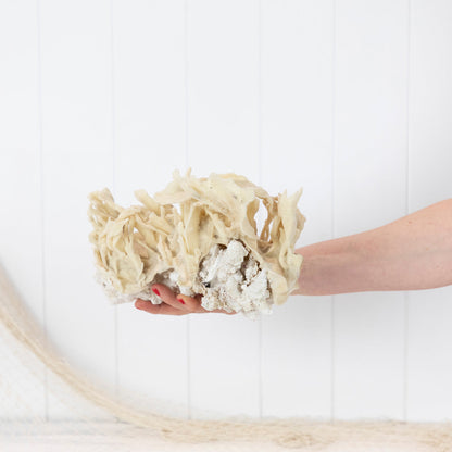 Coral & Sponge #6400