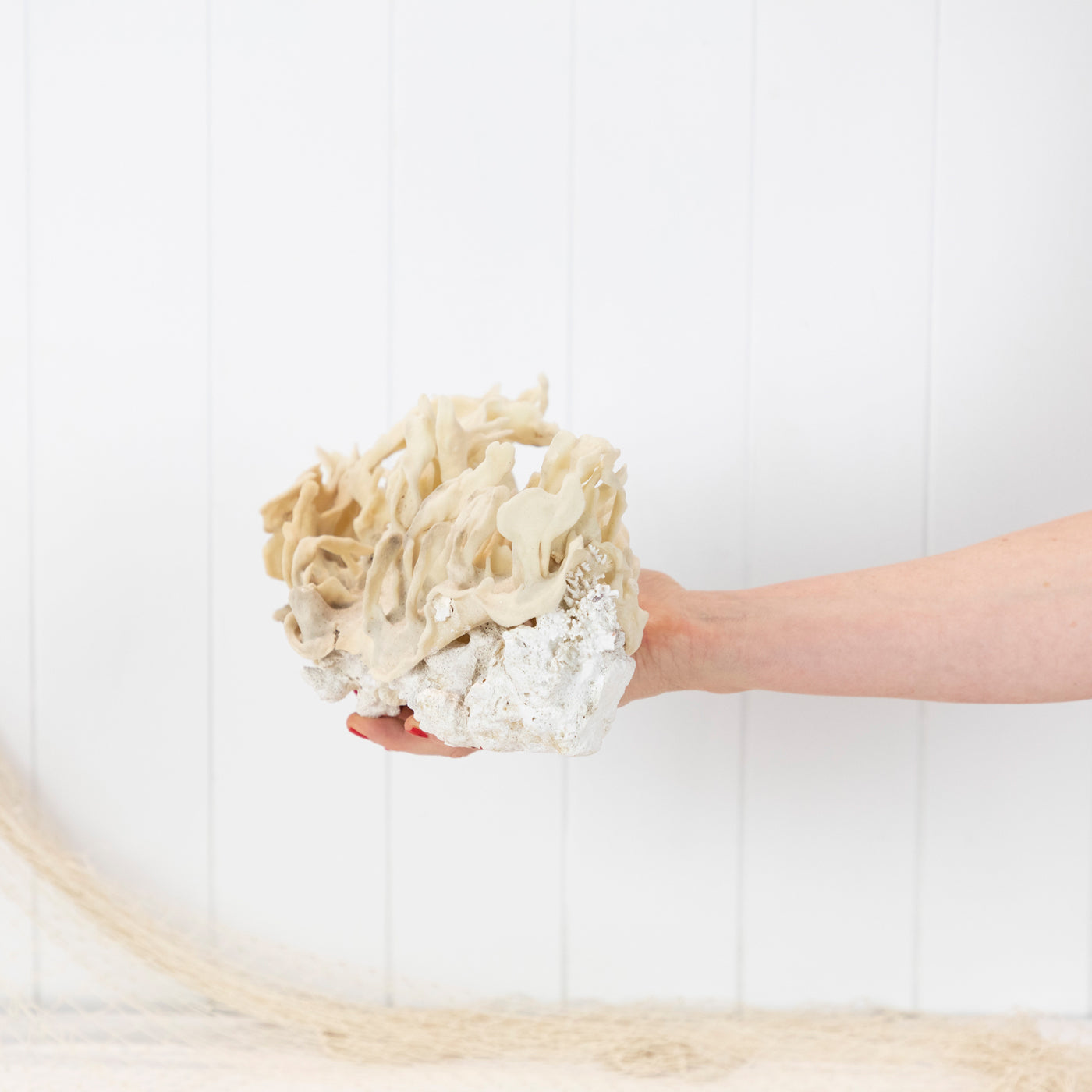 Coral & Sponge #6400