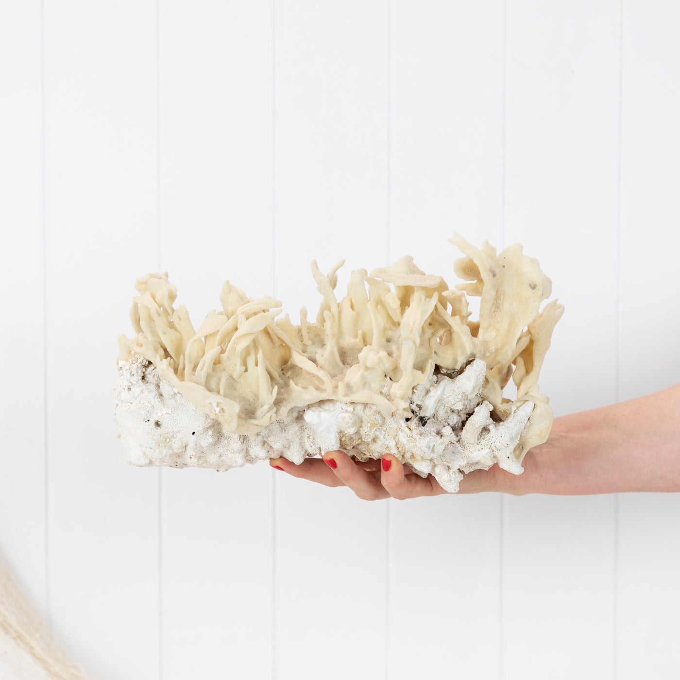 Coral & Sponge #6400