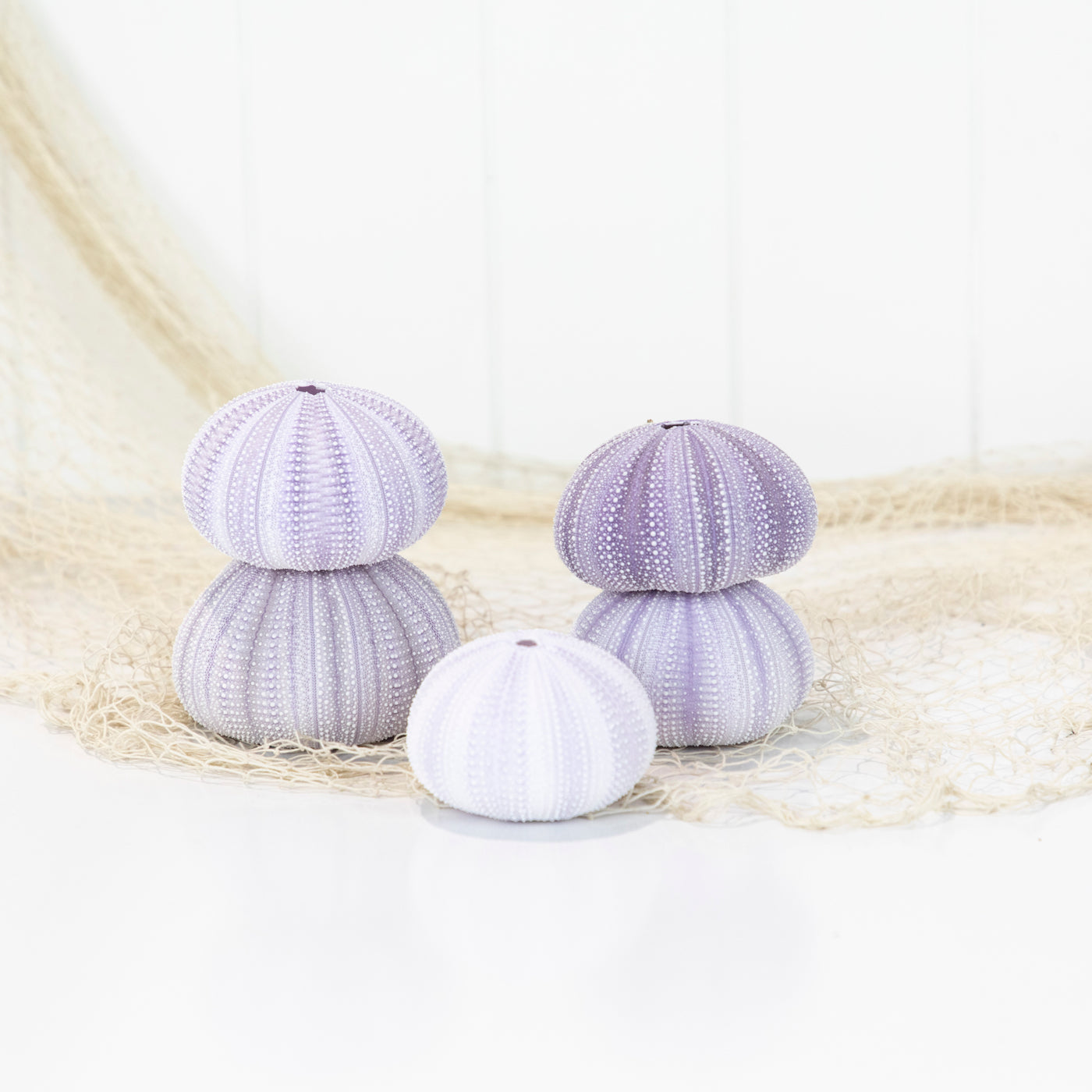 Sea Urchin - Purple Large #6494