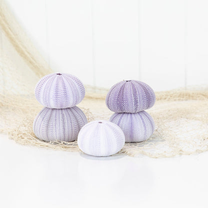 Sea Urchin - Purple Large #6494