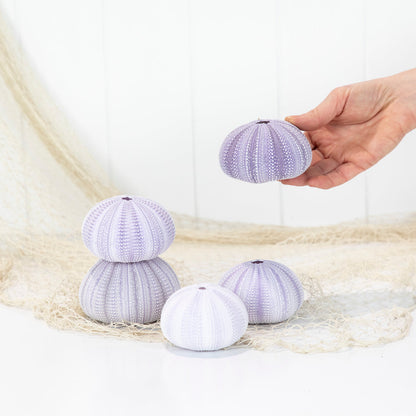 Sea Urchin - Purple Large #6494