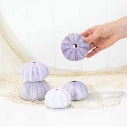 Sea Urchin - Purple Large #6494