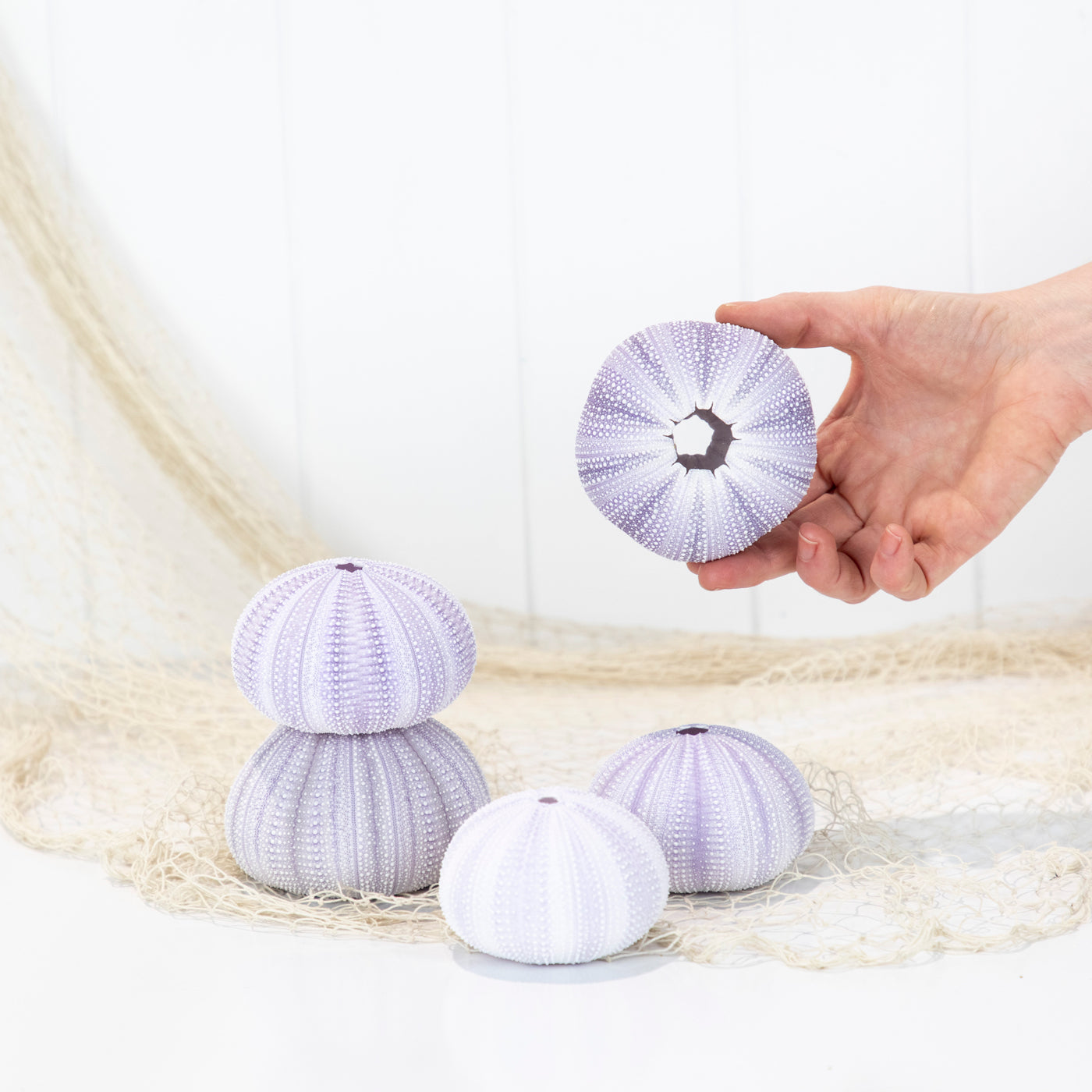 Sea Urchin - Purple Large #6494