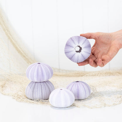 Sea Urchin - Purple Large #6494