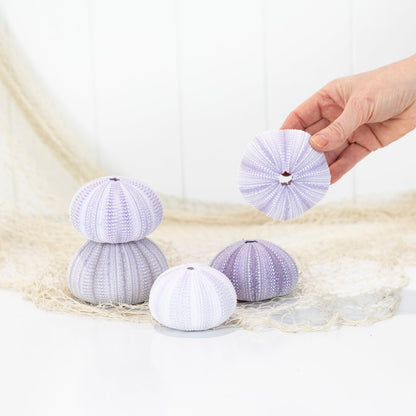 Sea Urchin - Purple Large #6494