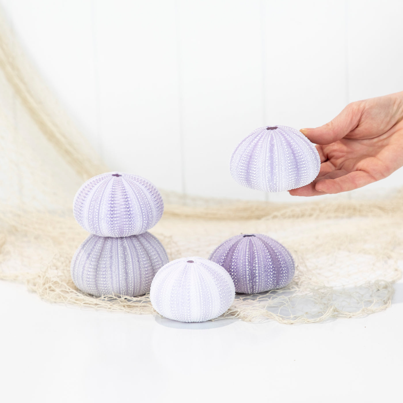 Sea Urchin - Purple Large #6494