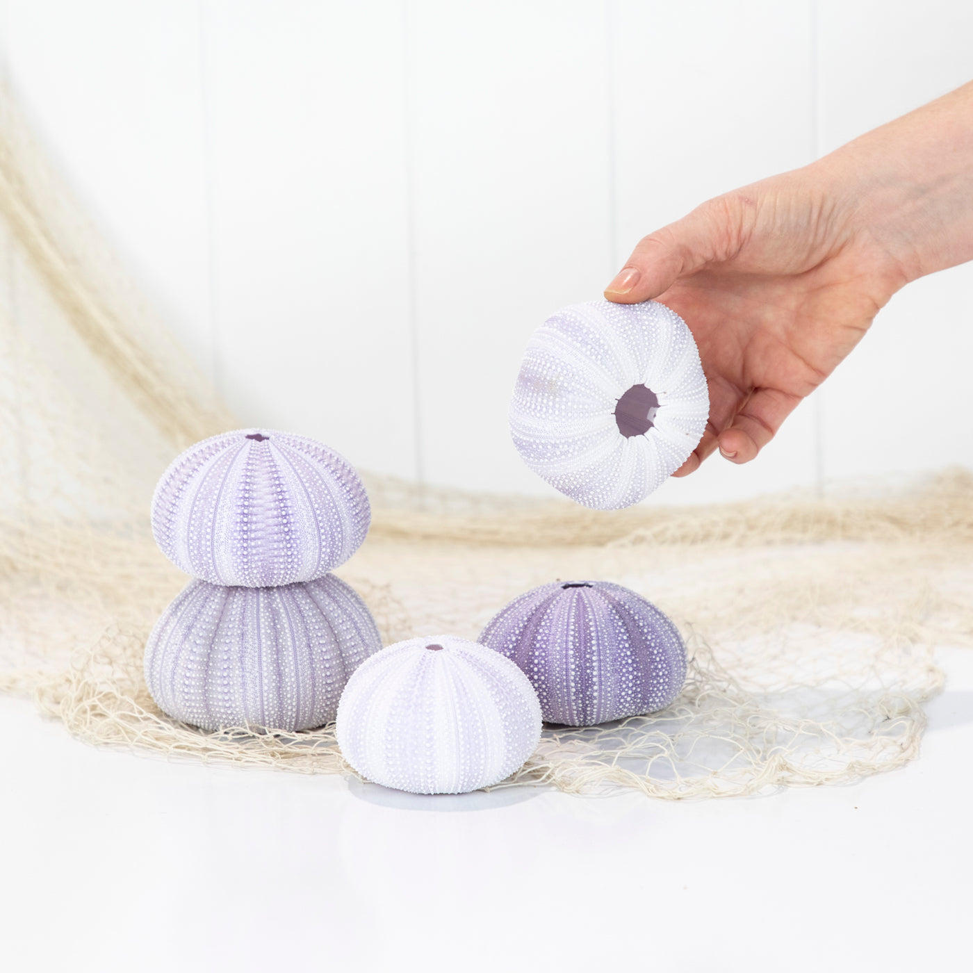 Sea Urchin - Purple Large #6494