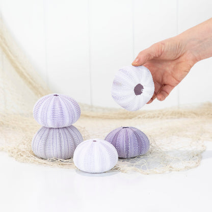Sea Urchin - Purple Large #6494