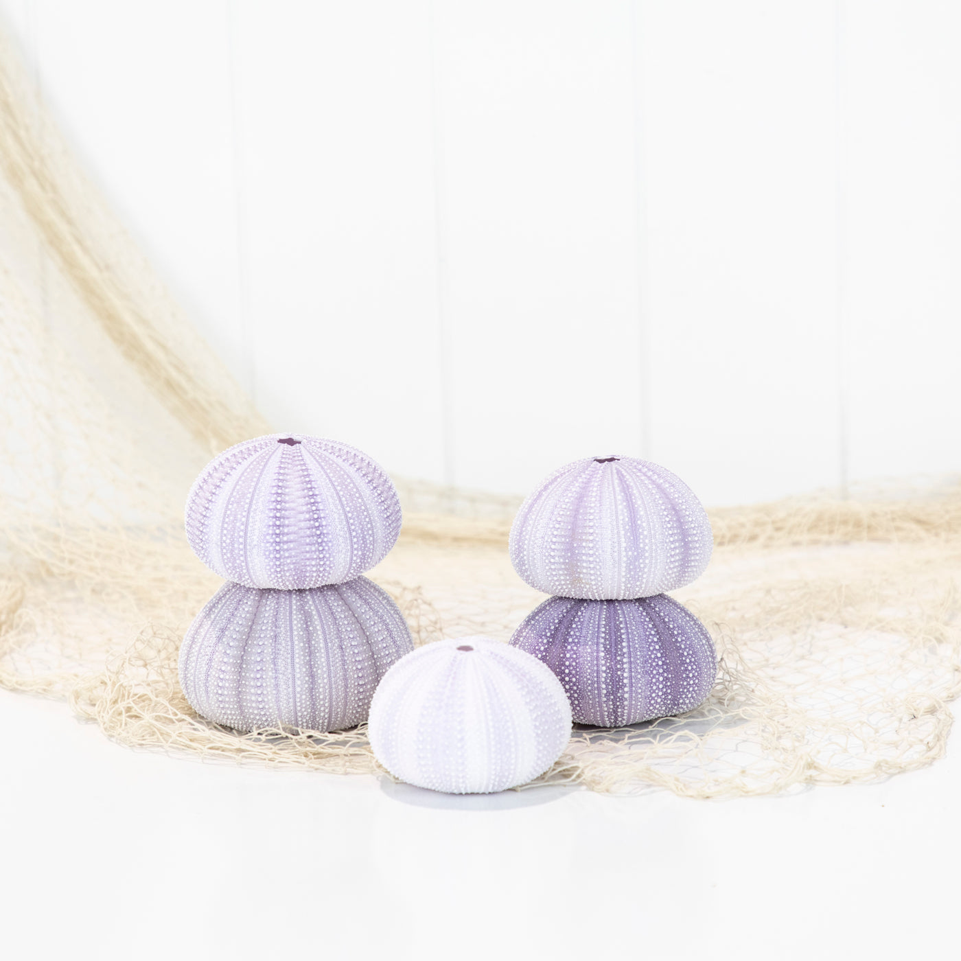 Sea Urchin - Purple Large #6494