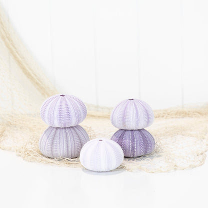 Sea Urchin - Purple Large #6494