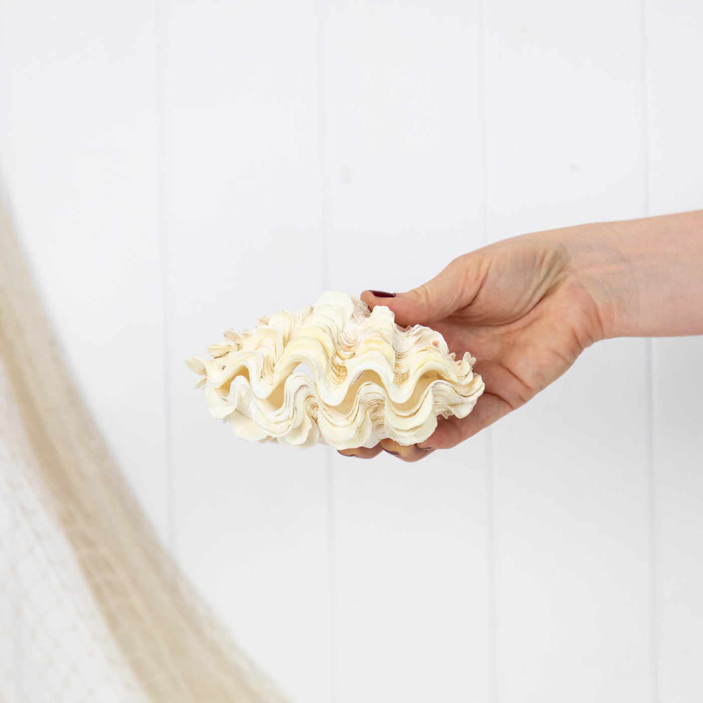 Double Clam Shell #6890