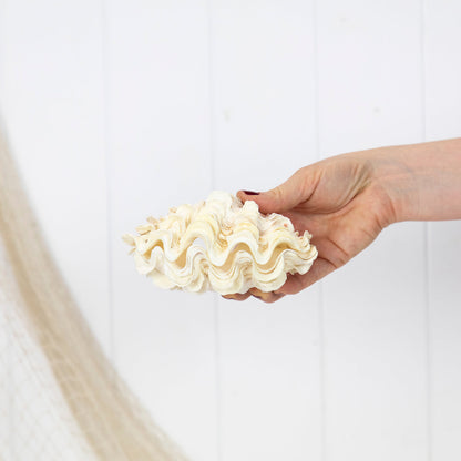 Double Clam Shell #6890