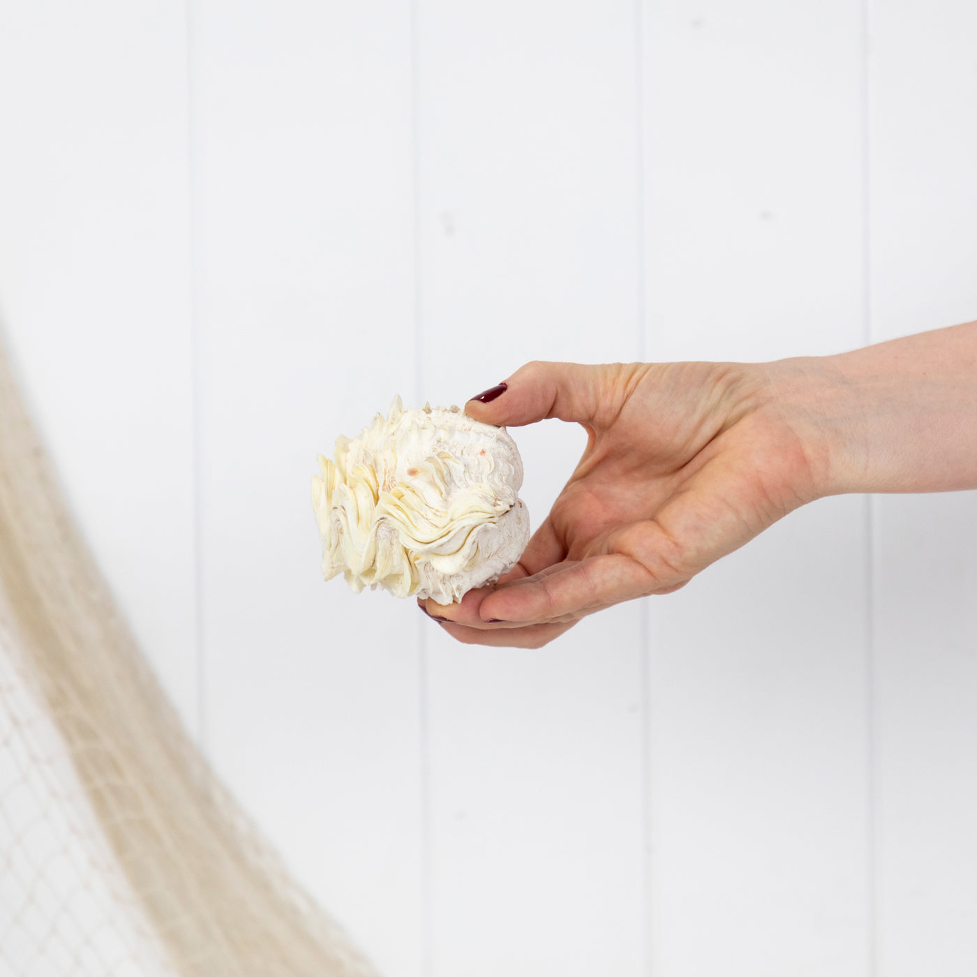 Double Clam Shell #6890