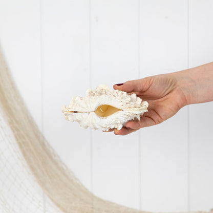 Double Clam Shell #6890