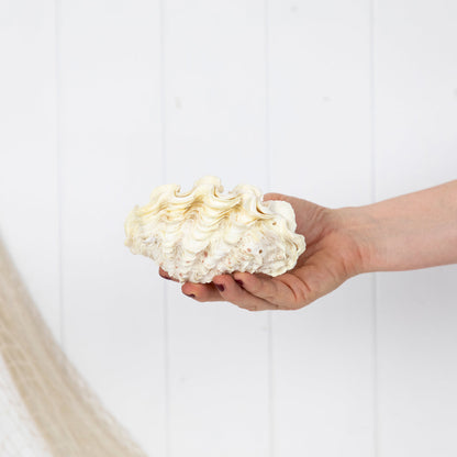 Double Clam Shell #6890